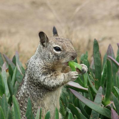 A California ground squirrel