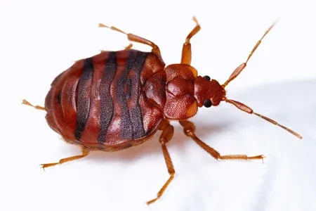 bed bug on mattress