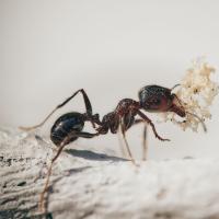 Ant sitting on the ground