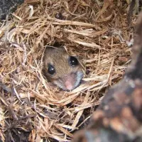 a mouse in a nest