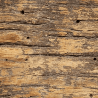 Termite damaged wood