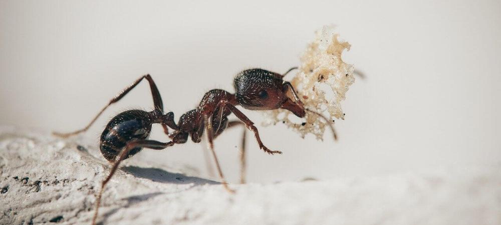 Ant sitting on the ground