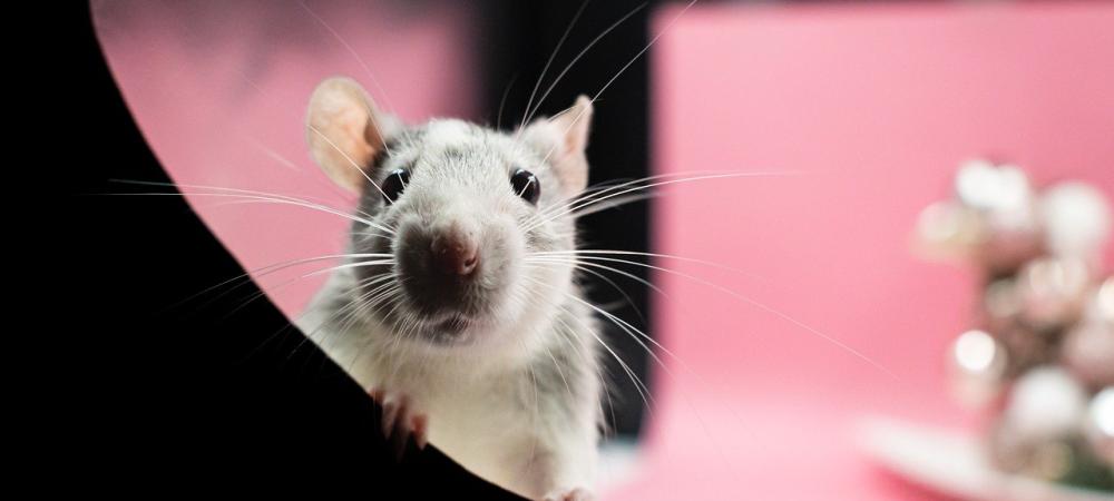 White rat sitting against pink background