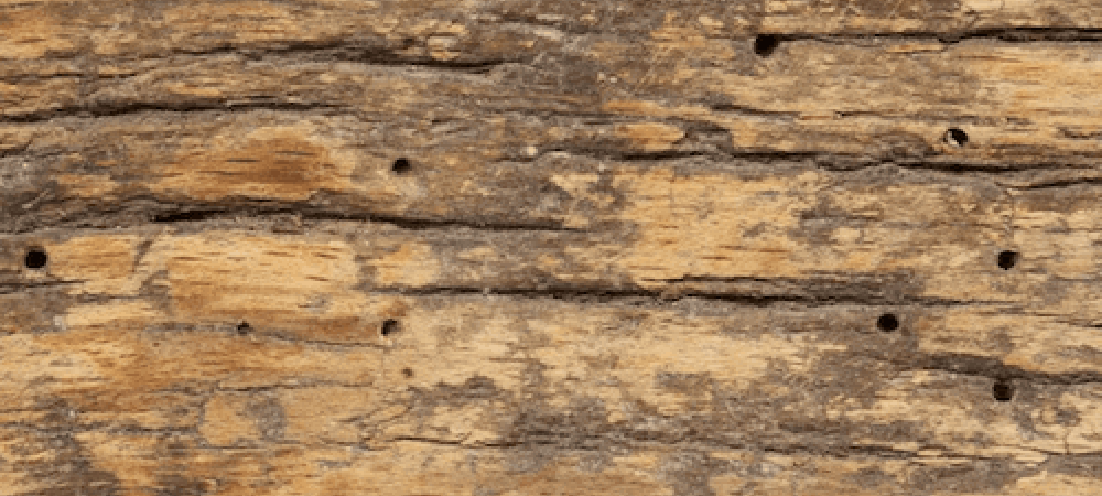 Termite damaged wood